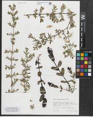 Foto von Salix amplexicaulis Bory